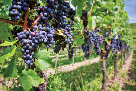 California Grapes: What Is Dry Farming? Image